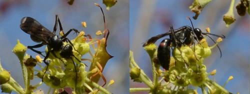 Priocnemis bellieri